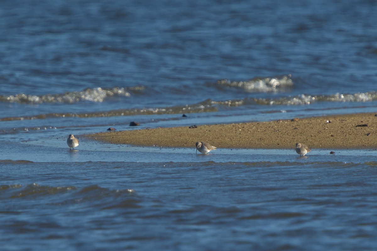 Dunlin - ML610639462
