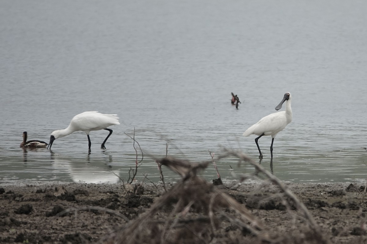 Royal Spoonbill - ML610639498