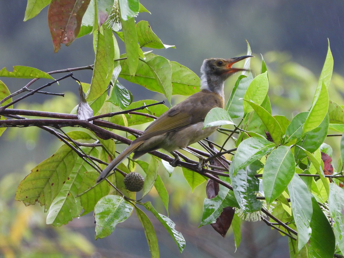 Seram Friarbird - ML610639616