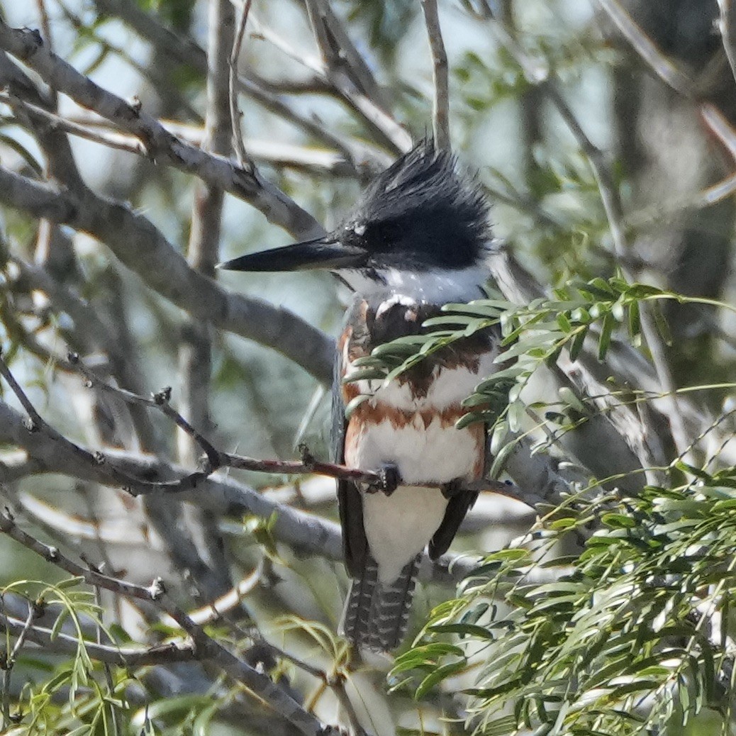 Belted Kingfisher - ML610639634