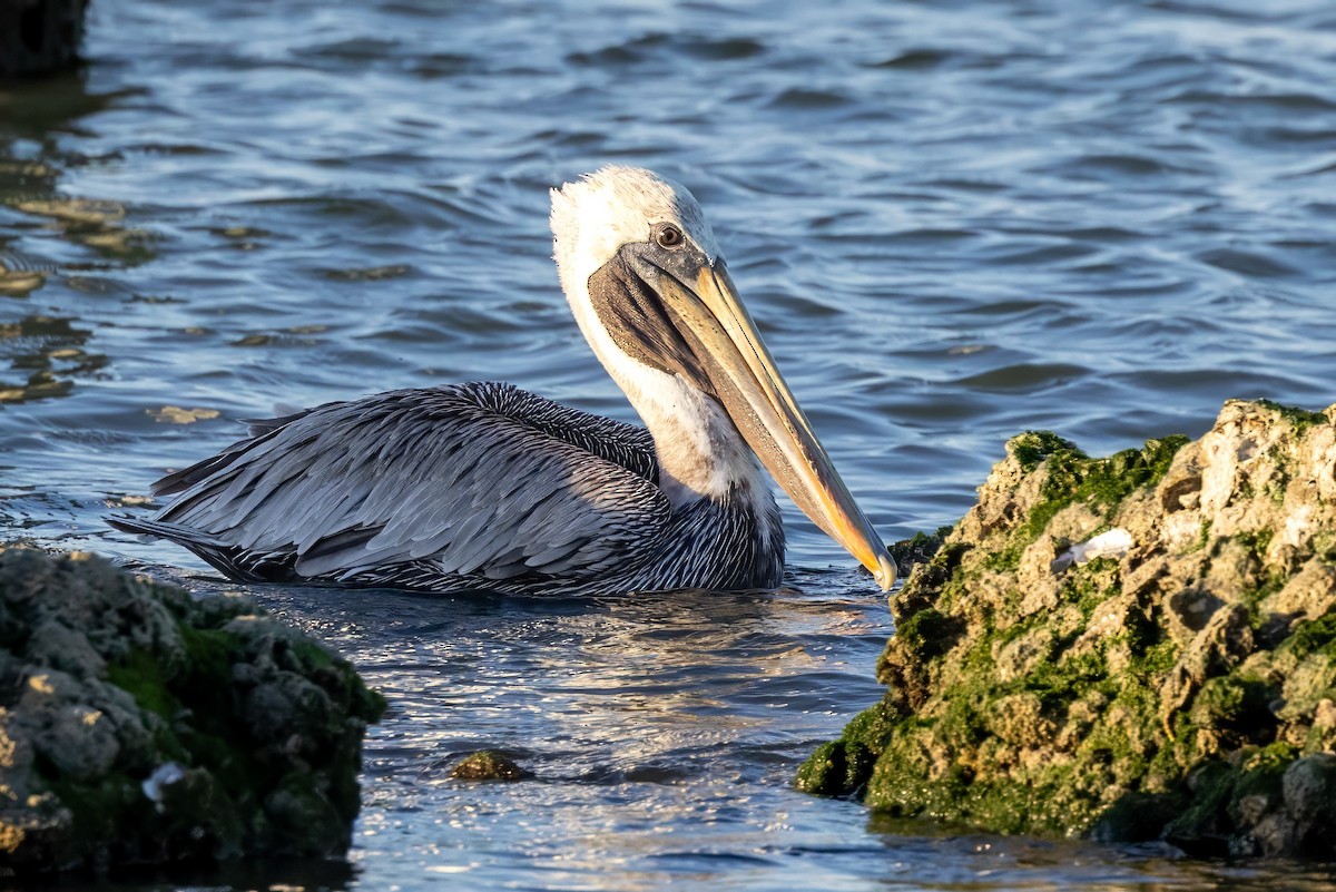 Brown Pelican - ML610639686