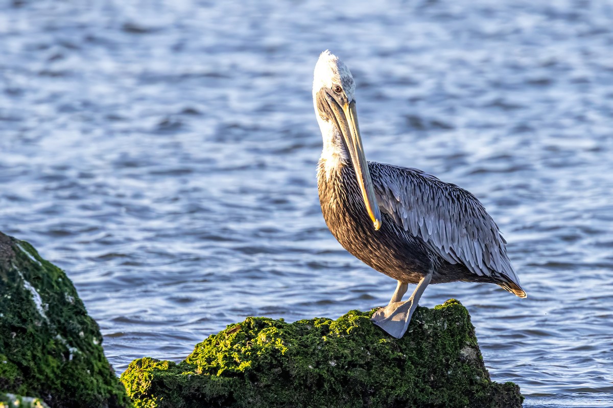 Brown Pelican - ML610639794