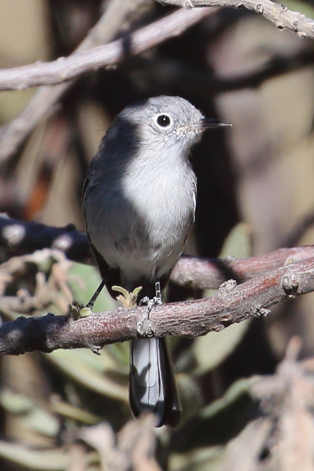 Blue-gray Gnatcatcher - ML610639995