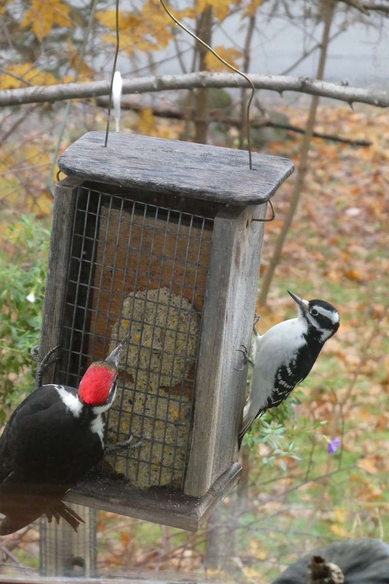 Pileated Woodpecker - ML610640014