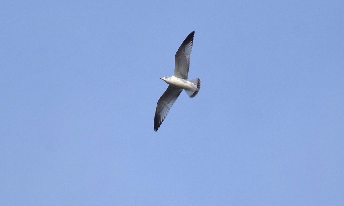 Ring-billed Gull - ML610640084