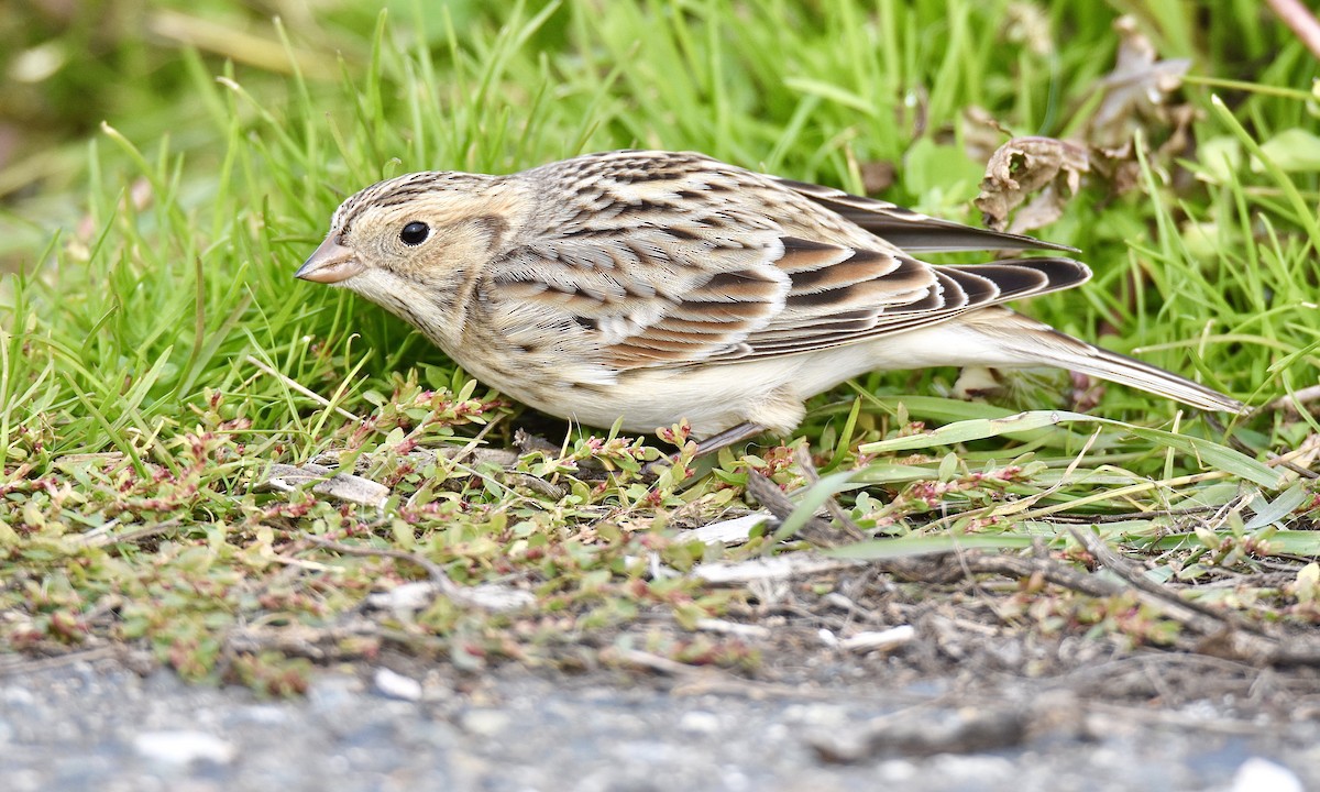 Lapland Longspur - ML610640110