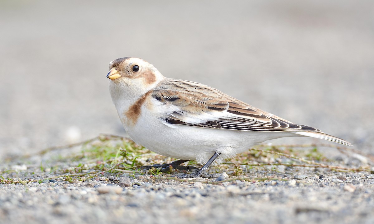 Snow Bunting - Nick Park