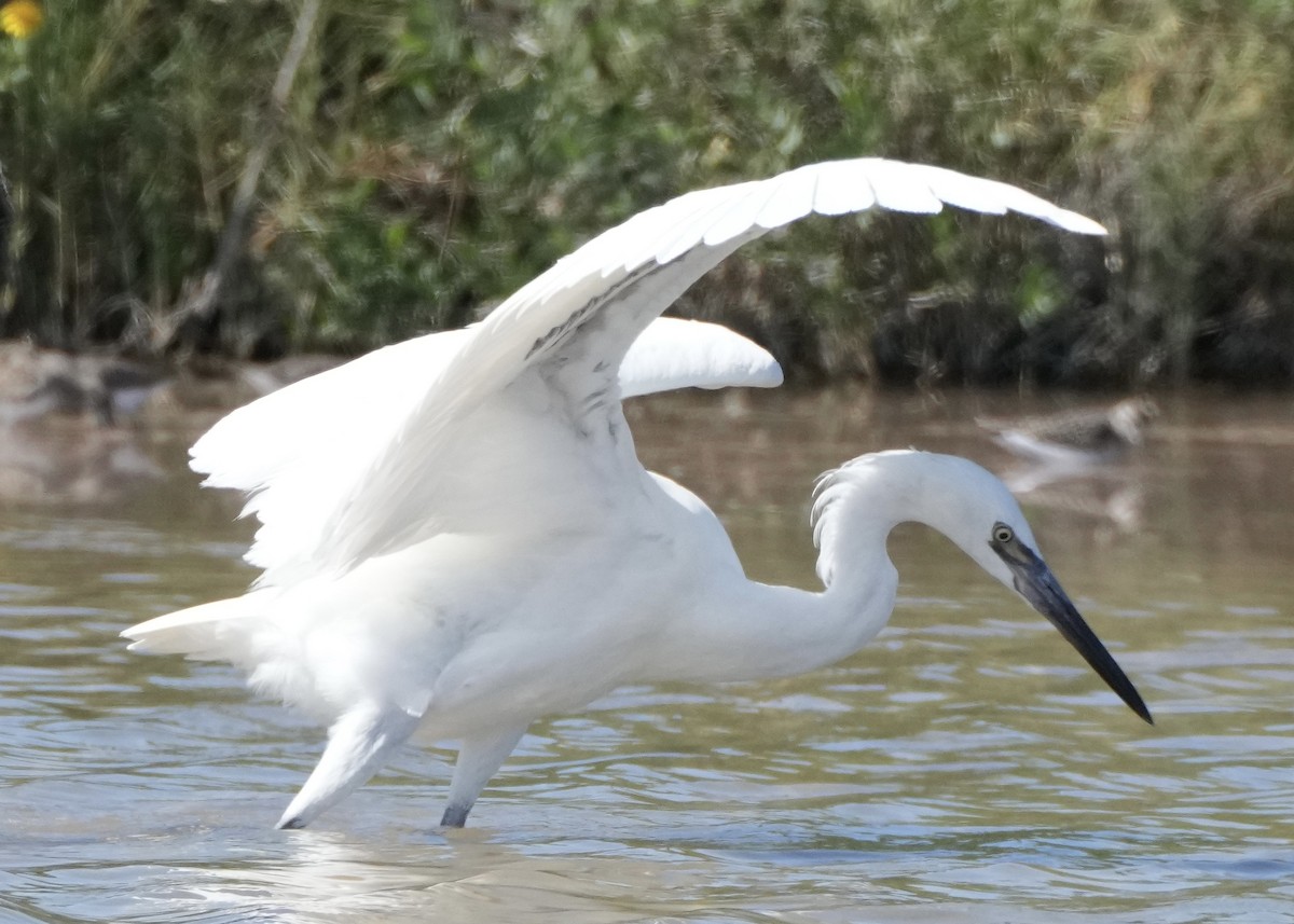 Reddish Egret - Charlene Fan