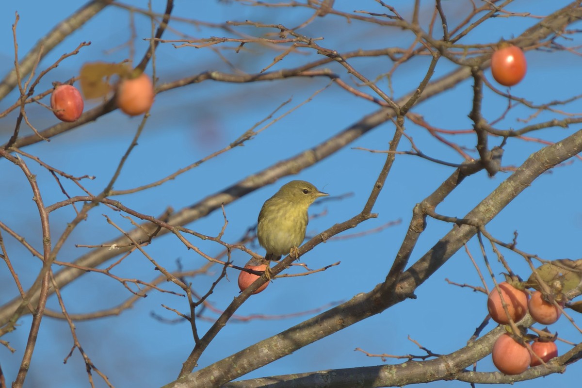 Blackpoll Warbler - ML610640289