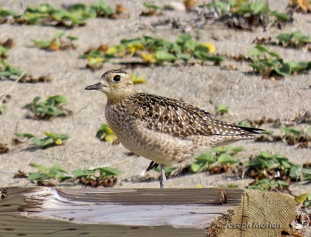 Pacific Golden-Plover - ML610640358