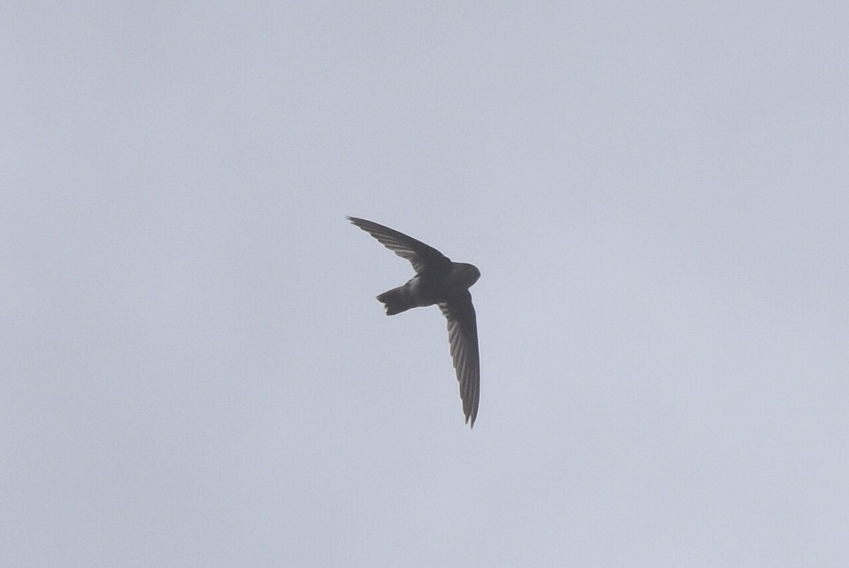 White-tipped Swift - ML610640429