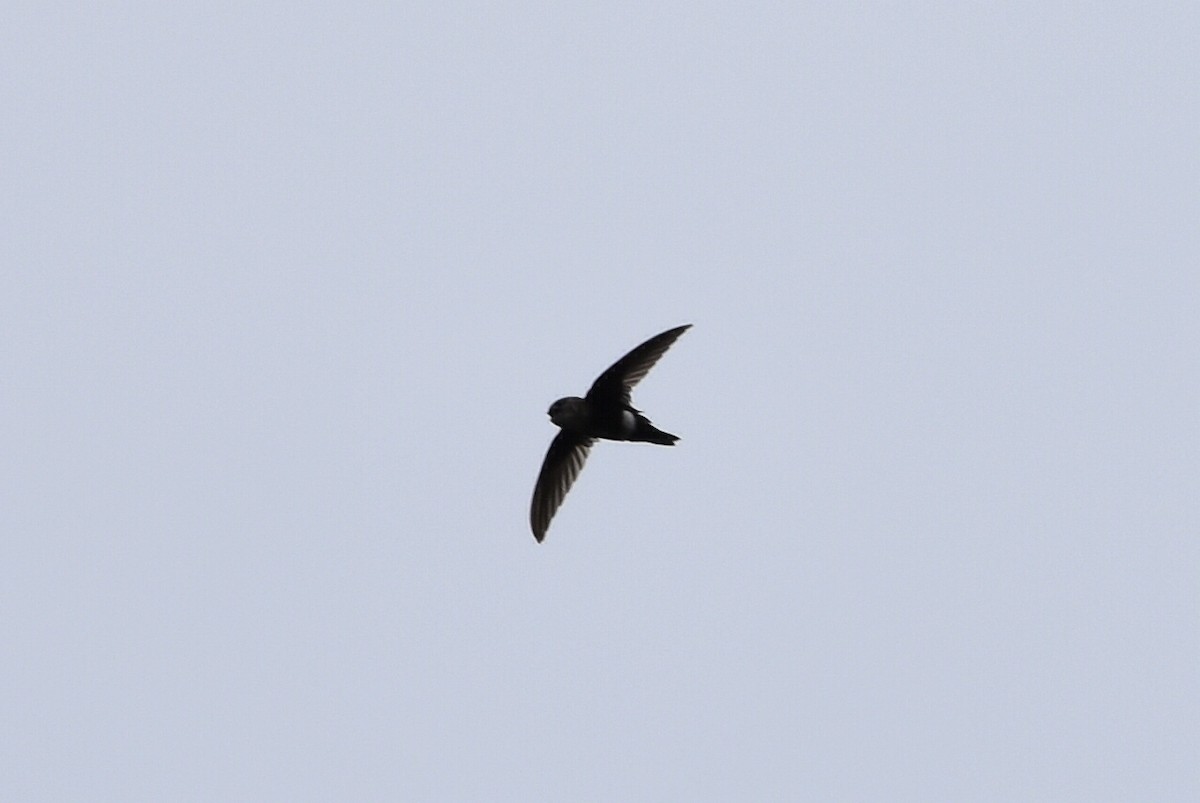 White-tipped Swift - ML610640430