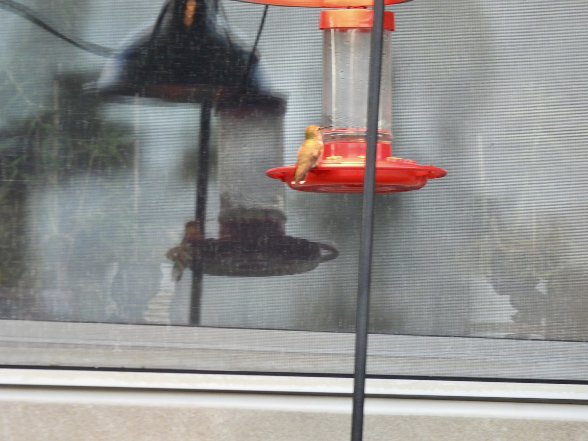 Rufous/Allen's Hummingbird - ML610640446