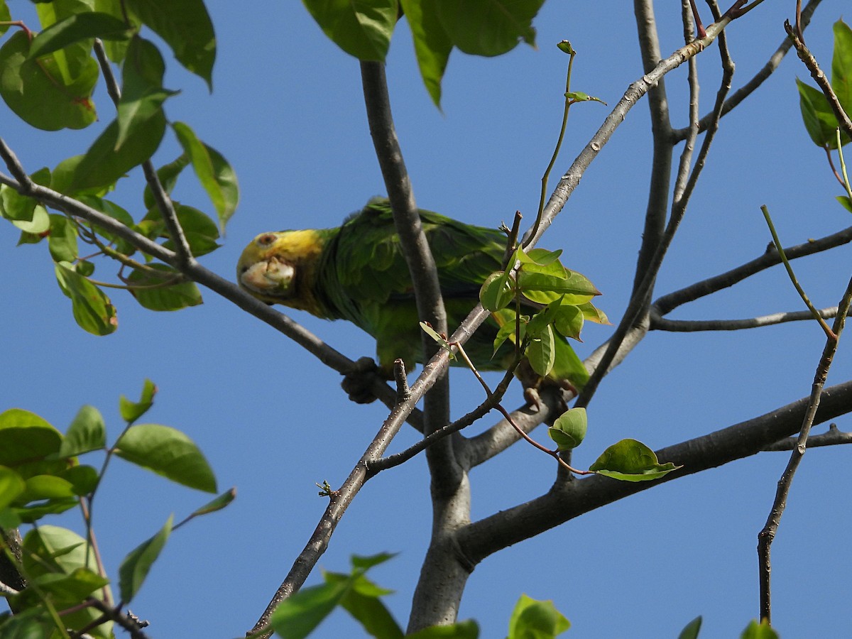 Yellow-shouldered Parrot - ML610640510