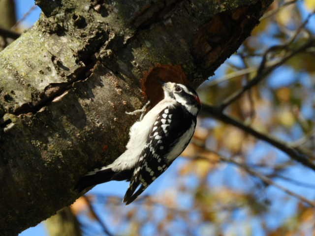 Downy Woodpecker - ML610640551