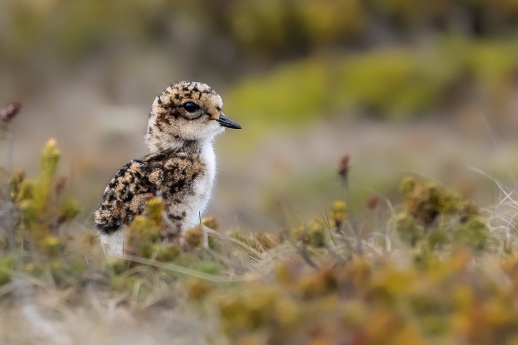 Two-banded Plover - Andy Pollard / Falklands Nature