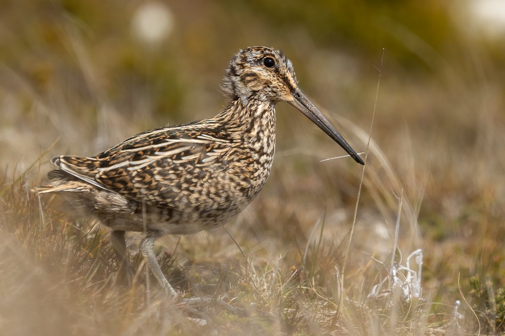 Magellanic Snipe - Andy Pollard / Falklands Nature