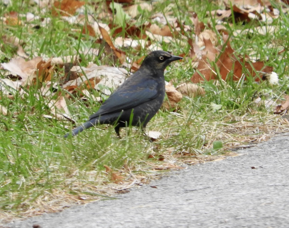 Rusty Blackbird - ML610640764