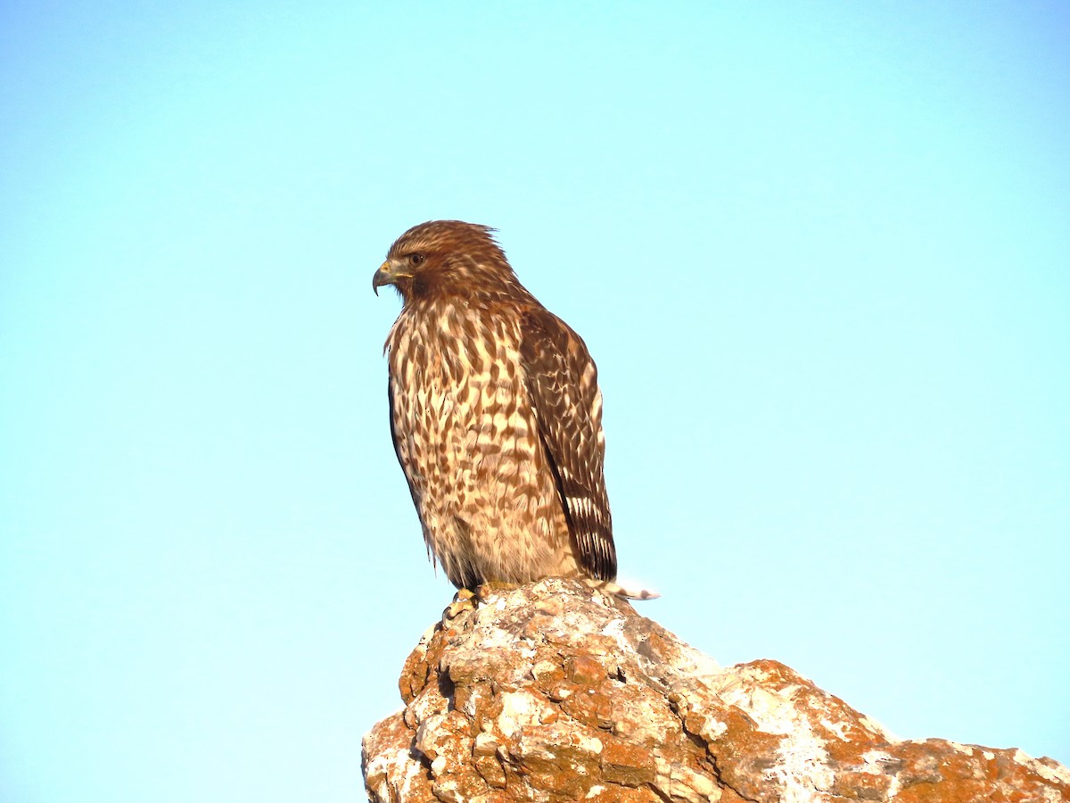 Red-shouldered Hawk - ML610640820