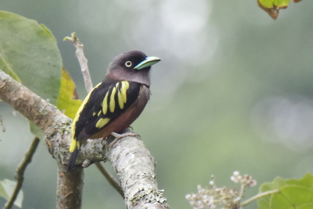 Banded Broadbill (Javan) - ML610640961