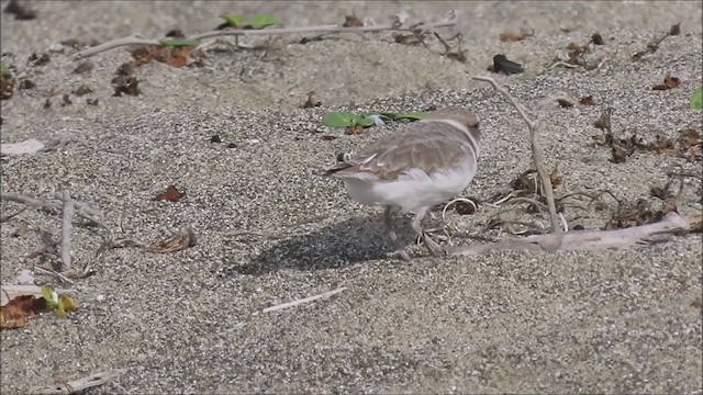 Snowy Plover - ML610640988