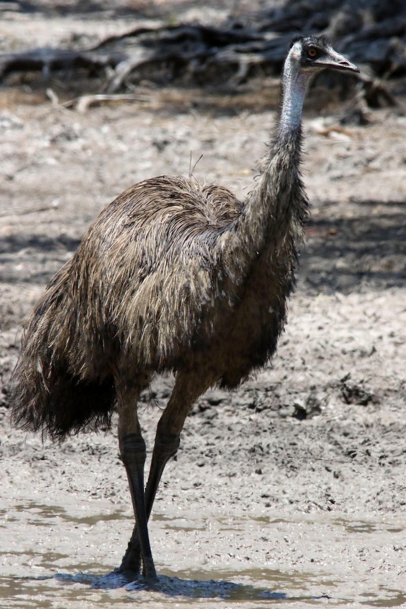 Emu - Lynette Ensor