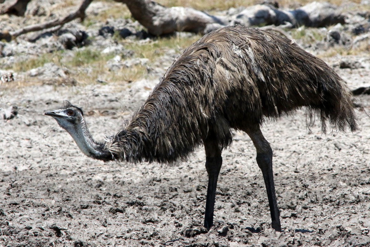 emu hnědý - ML610641001