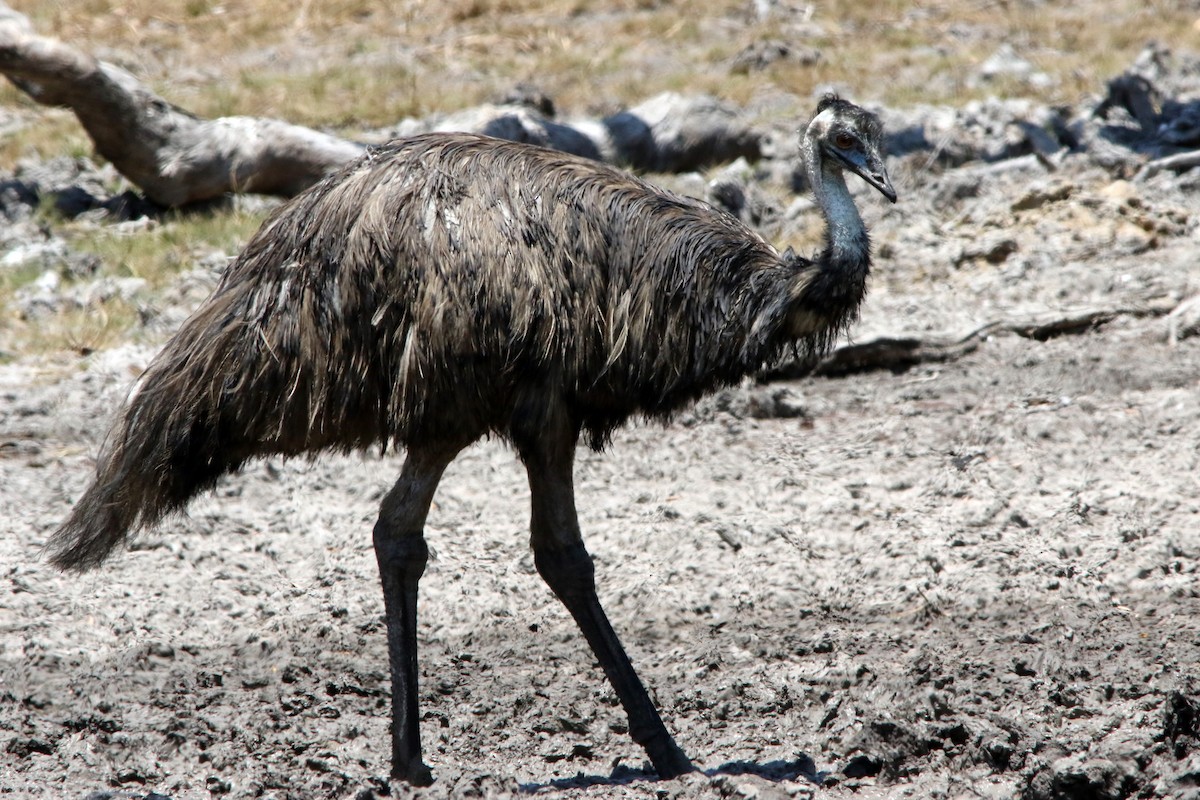 emu hnědý - ML610641002