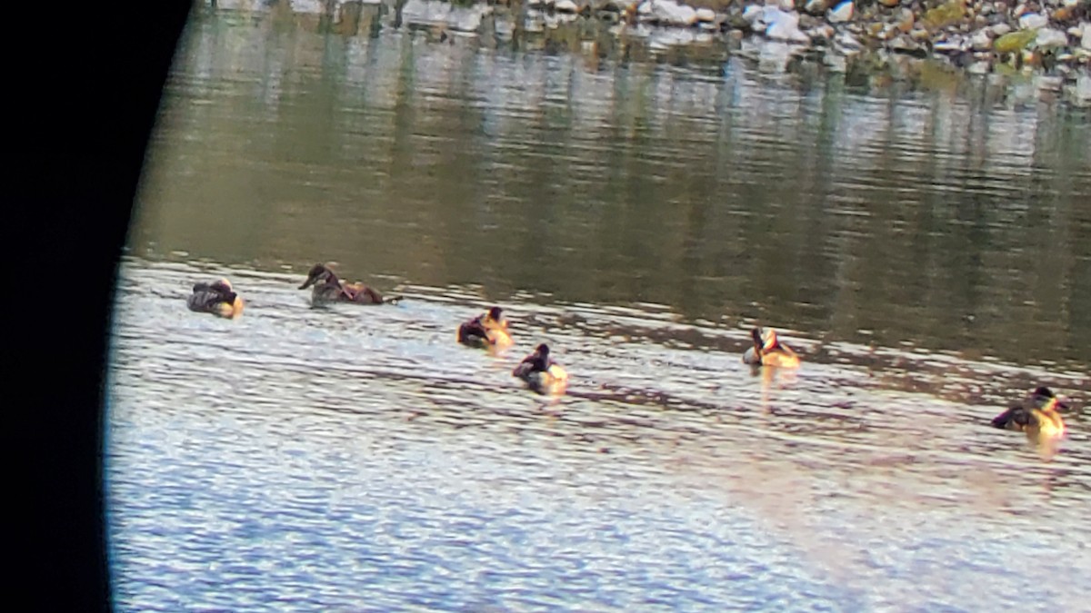 Ruddy Duck - ML610641035