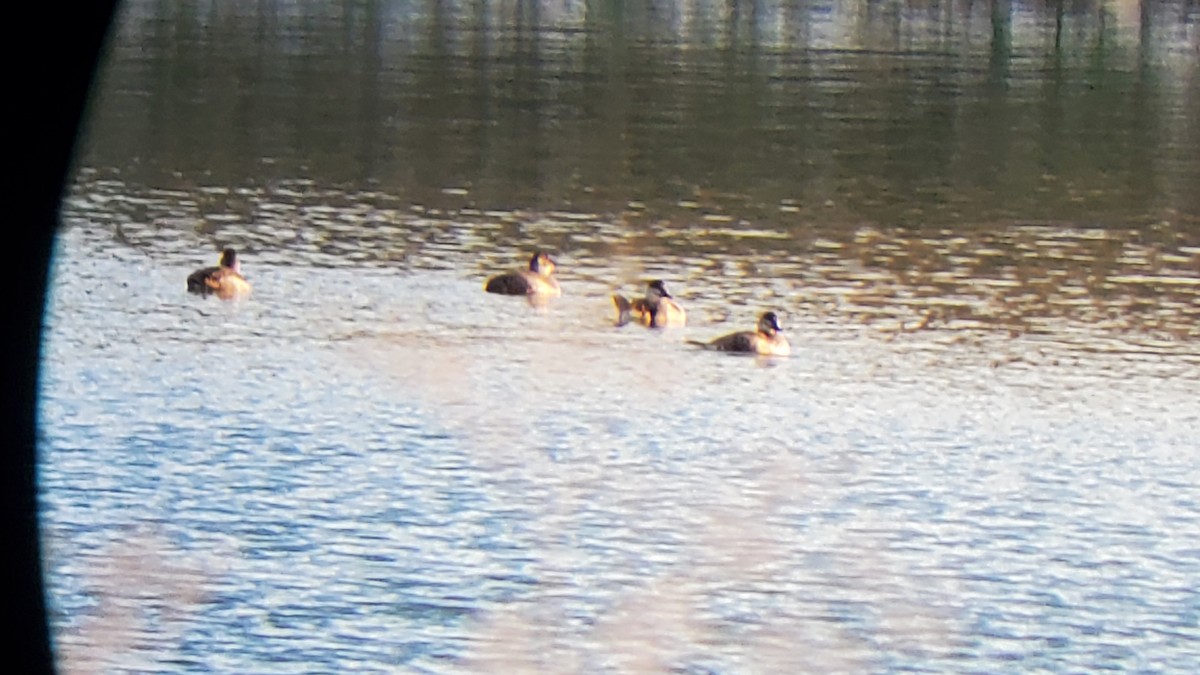 Ruddy Duck - ML610641037