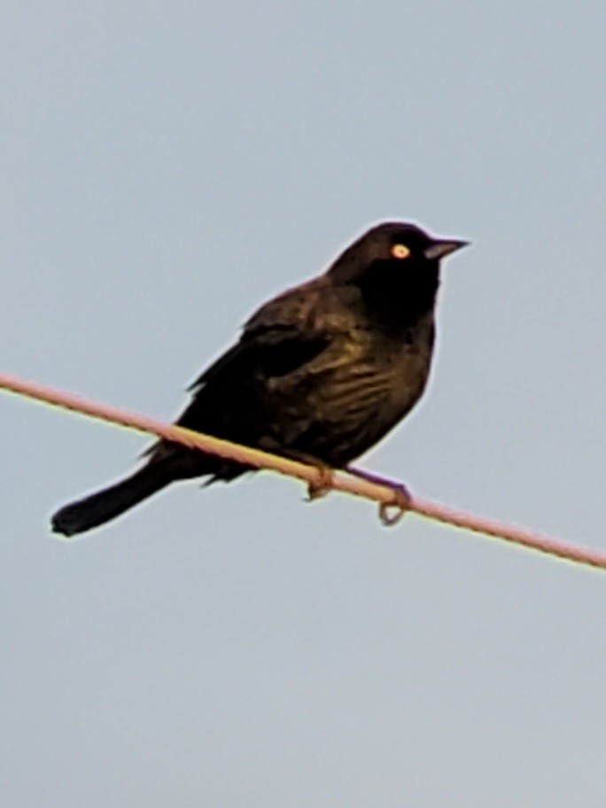 Brewer's Blackbird - ML610641092