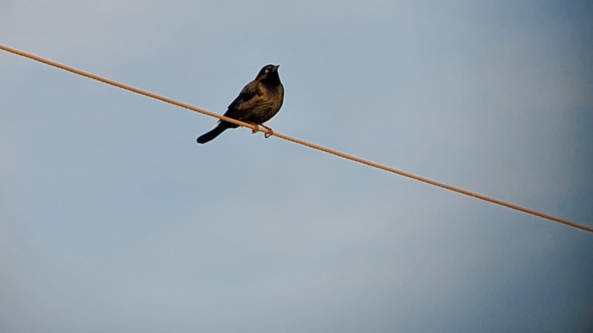 Brewer's Blackbird - ML610641093