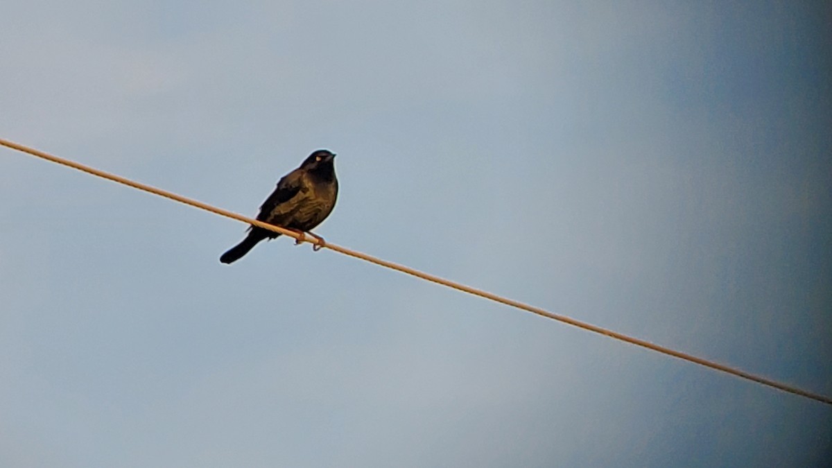 Brewer's Blackbird - Ryan Steffens