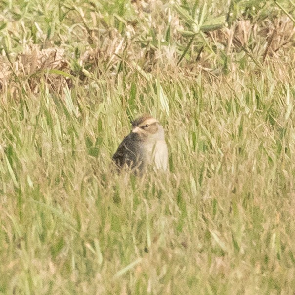 Chipping Sparrow - ML610641145