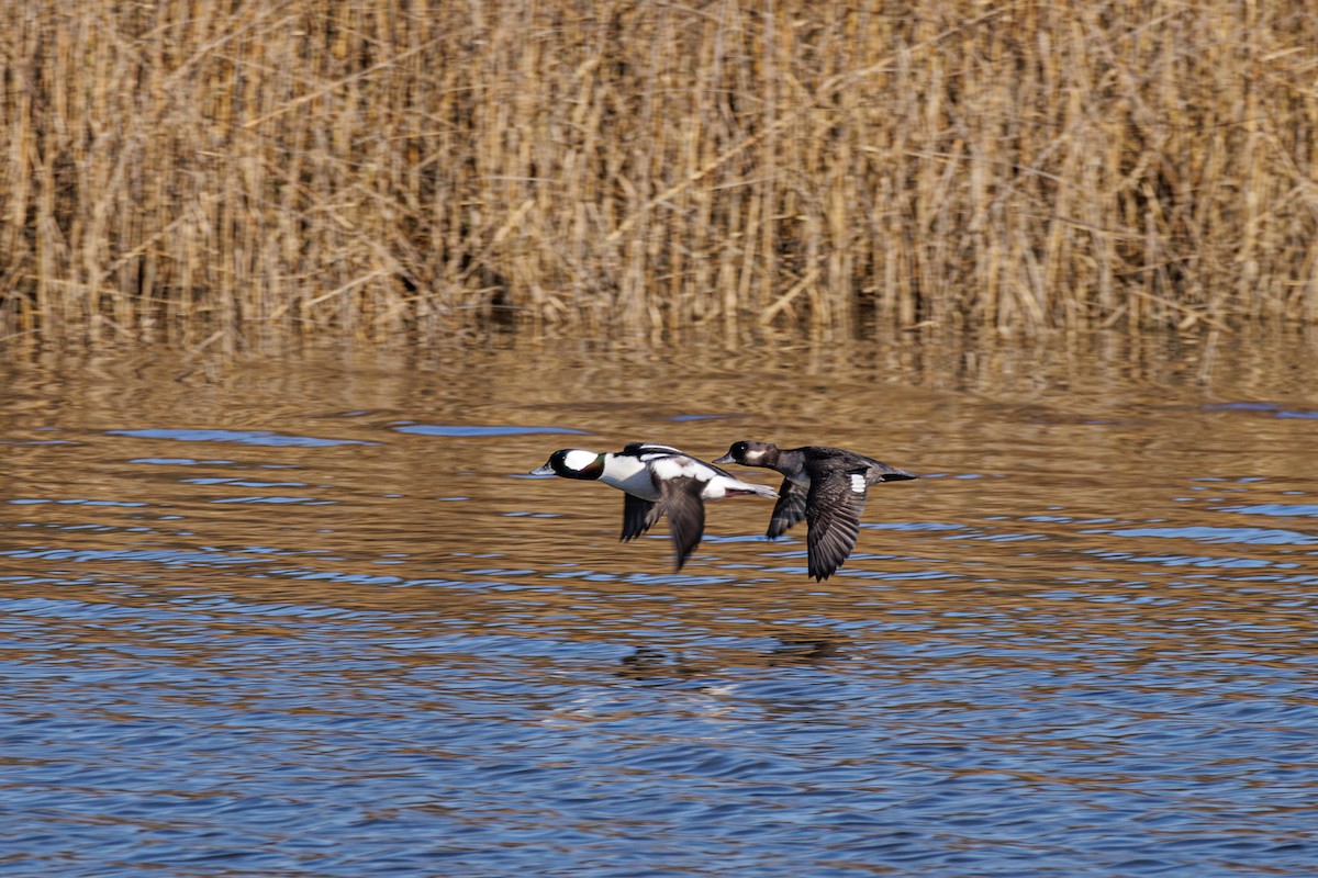 Bufflehead - Ken Janes