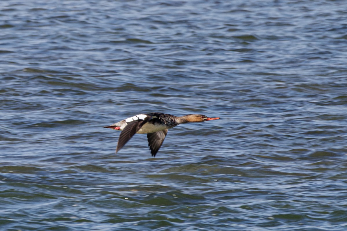 Red-breasted Merganser - ML610641181