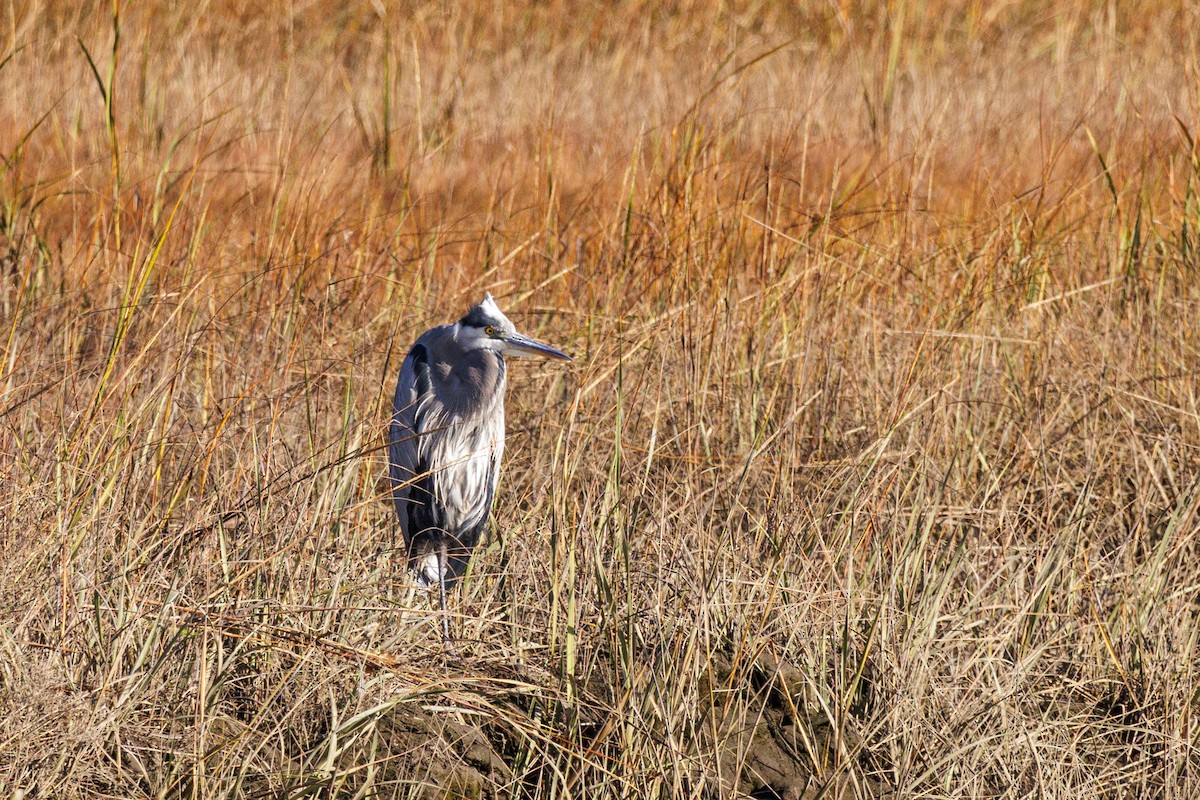 Great Blue Heron (Great Blue) - ML610641236