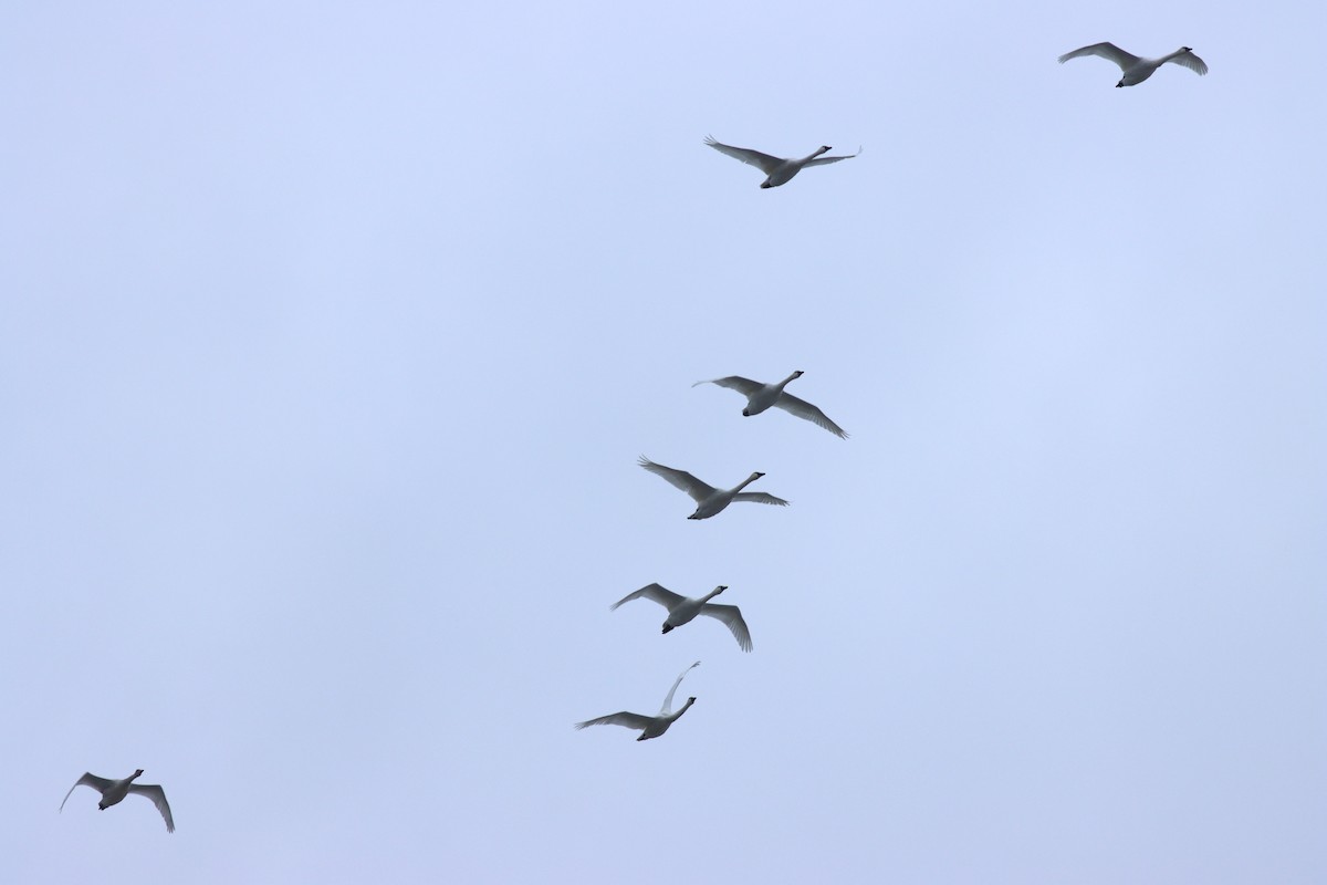 Tundra Swan - ML610641267