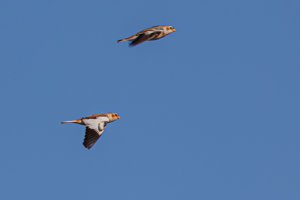 Snow Bunting - Ken Janes