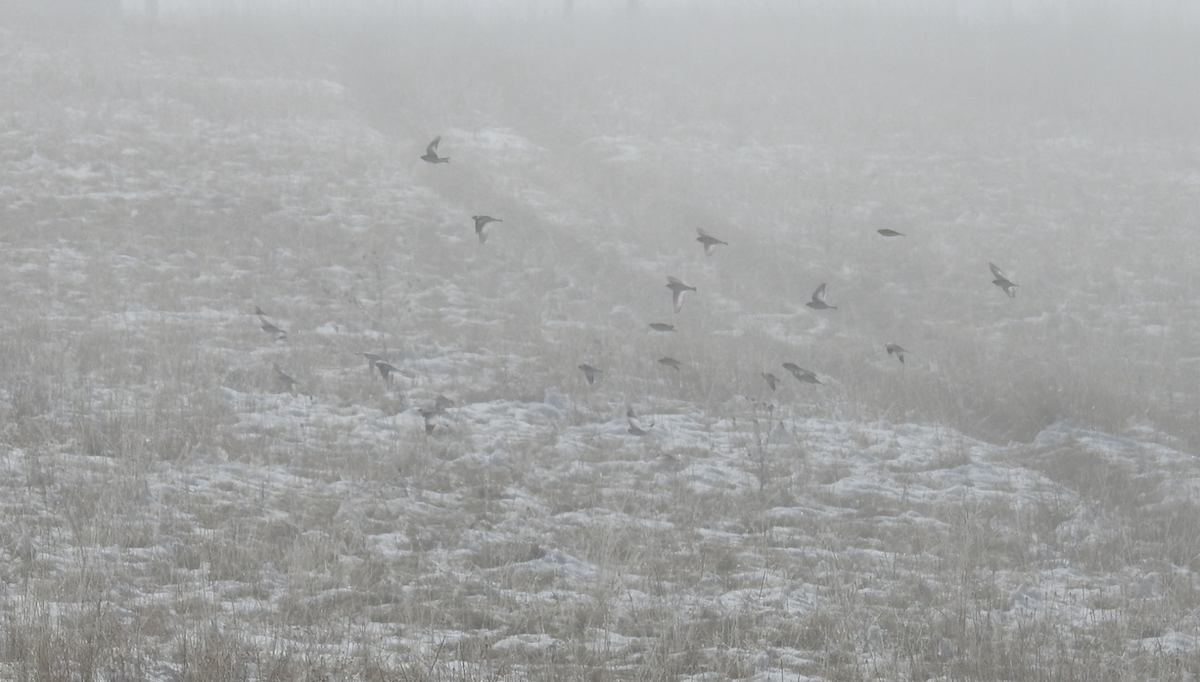 Snow Bunting - Kate Stone