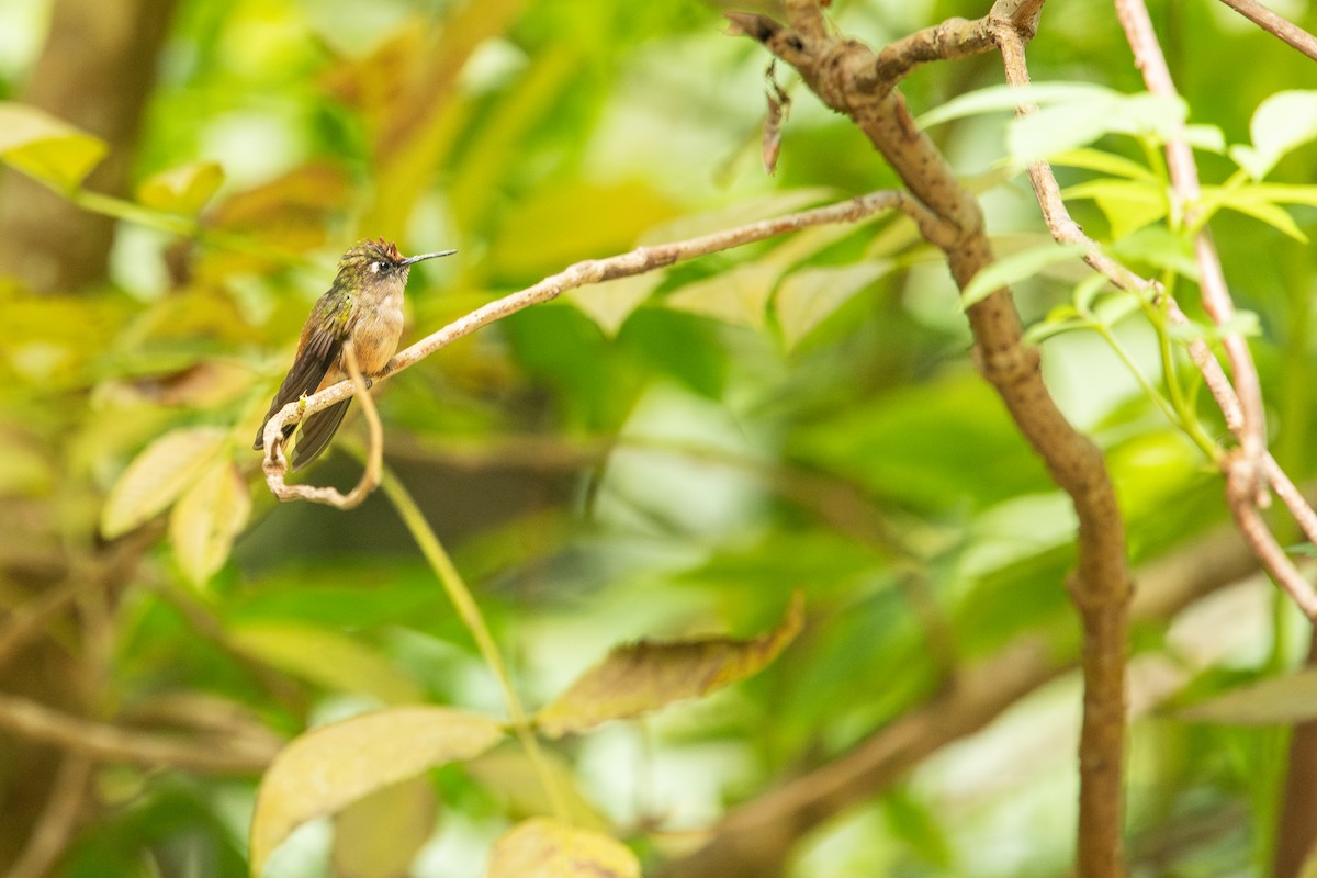 Colibrí Florido de Santa Marta - ML610641372