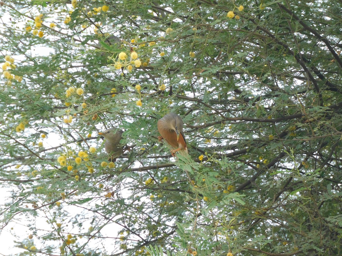 Chestnut-tailed Starling - ML610641509