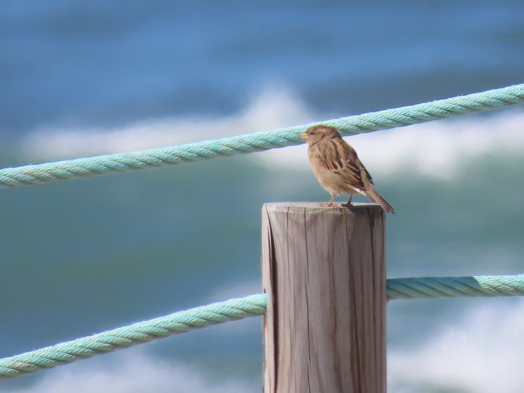 House Sparrow - ML610641552