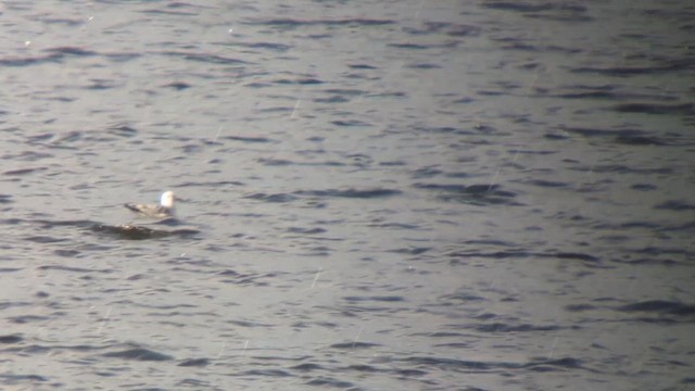 Bonaparte's Gull - ML610641684