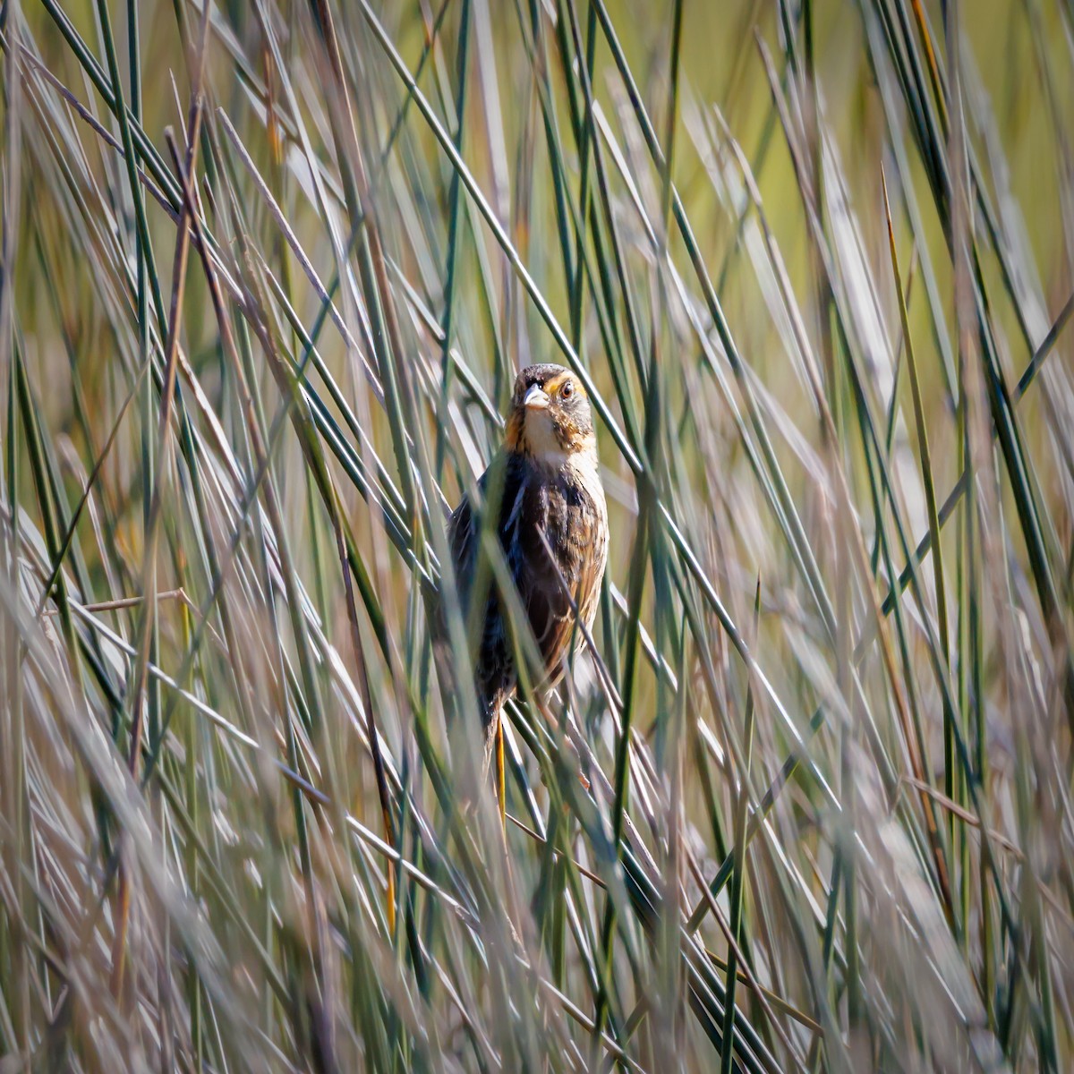 Saltmarsh Sparrow - ML610641692