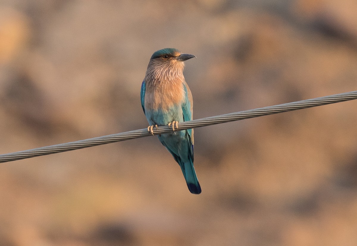 Indian Roller - Simon Best