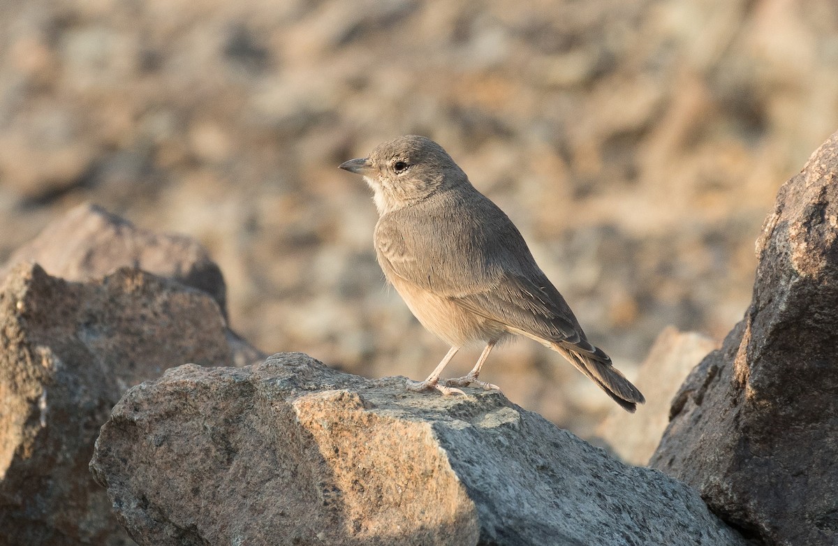 Desert Lark - Simon Best