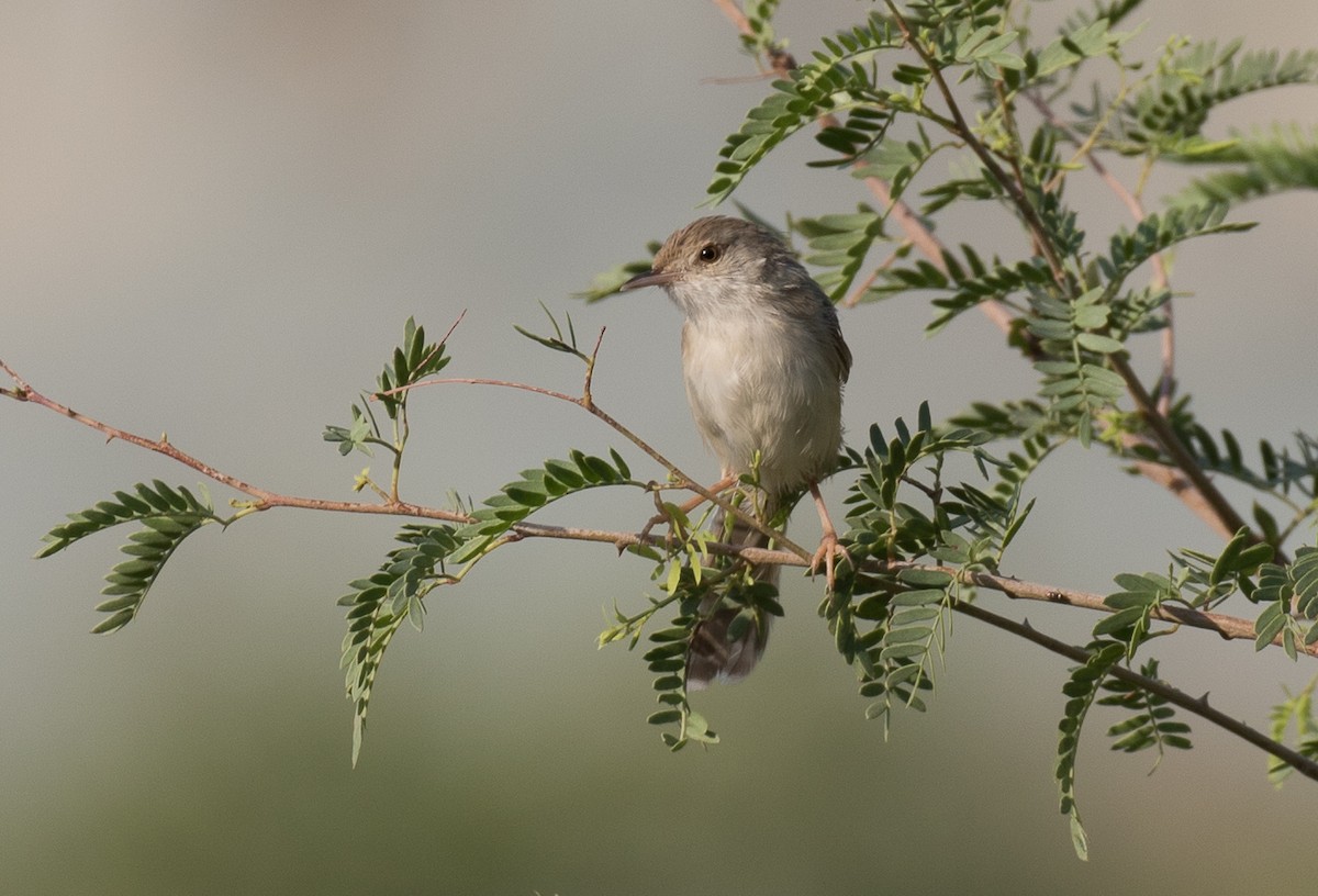 Delicate Prinia - ML610641720