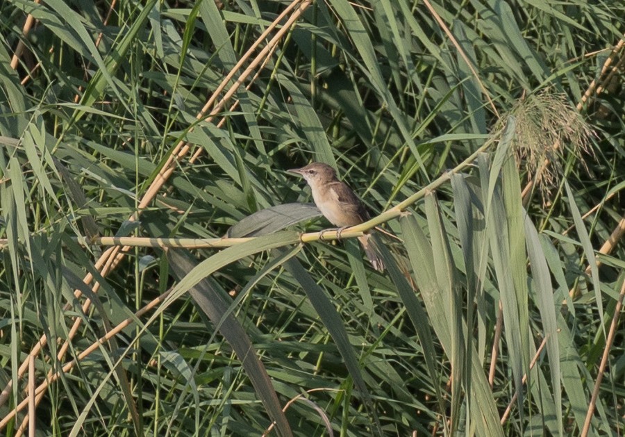 Clamorous Reed Warbler - ML610641734