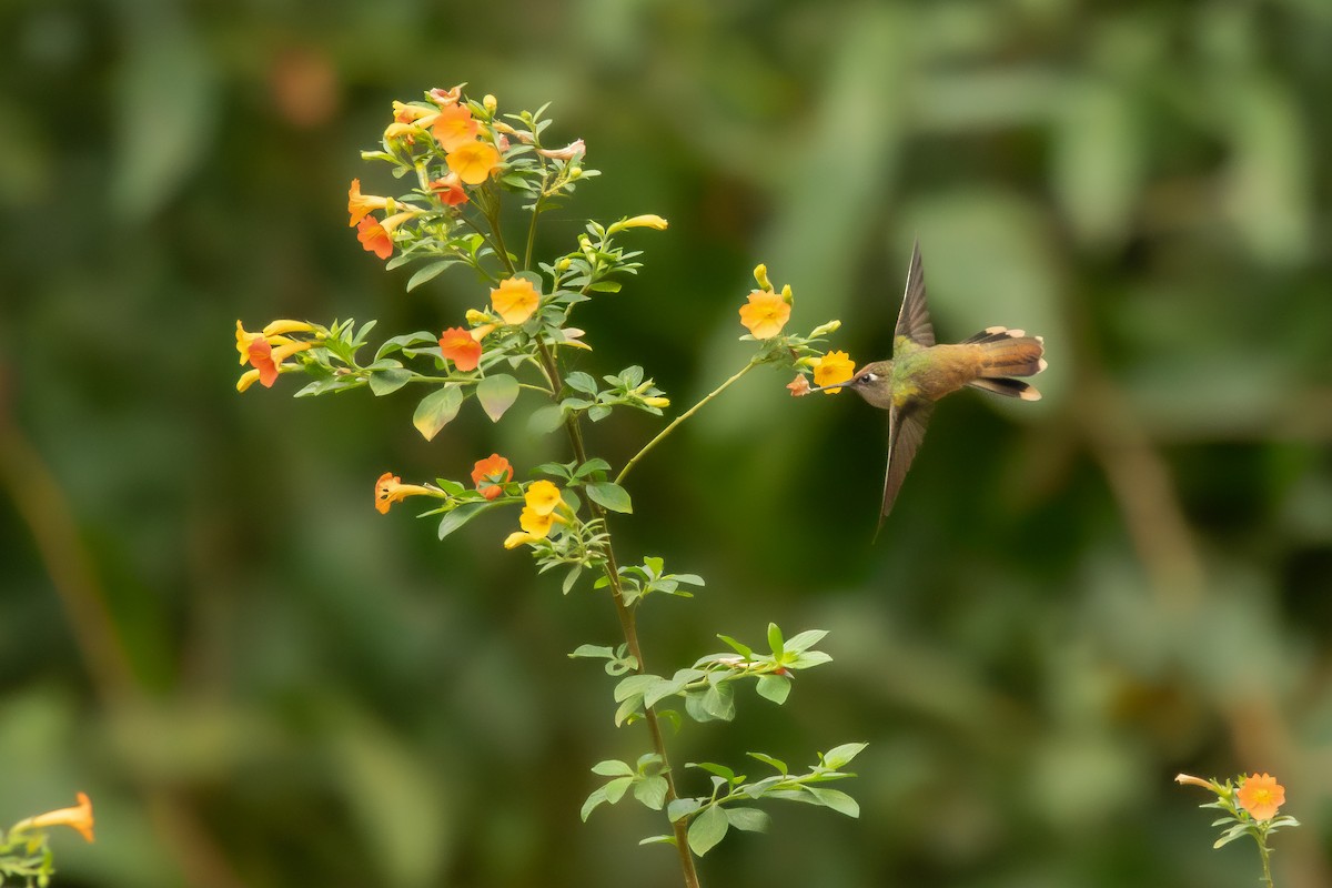 kolibřík hnědotemenný - ML610641744